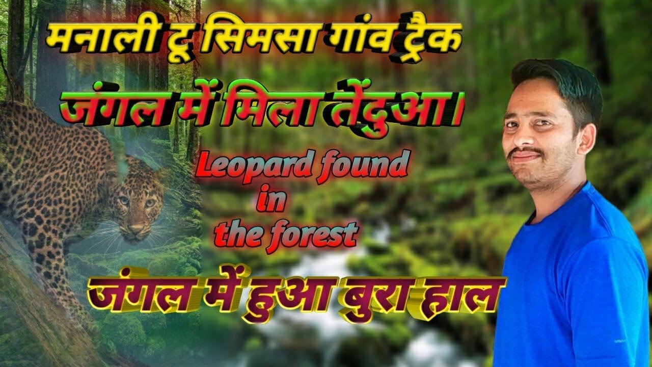 Leopard found in the forest | जंगल में मिला तेंदुआ | मनाली टू सिमसा गांव ट्रैक