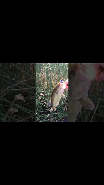 HUGE Colorado largemouth on Yum Dinger paddle tail