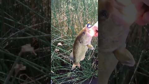 HUGE Colorado largemouth on Yum Dinger paddle tail