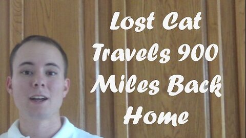 Lost Cat Travels 900 Miles Back Home