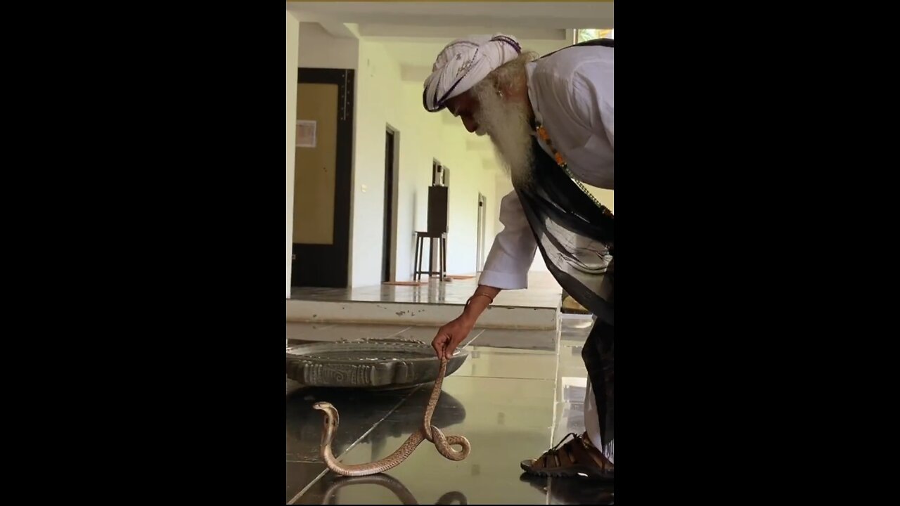 How to handle the cobra#Snake