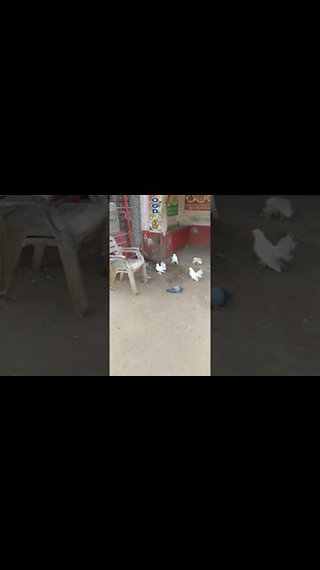 white fantail pigeon #shorts #pigeons #fancy #fantailpigeon #youtubeshorts #viralshorts