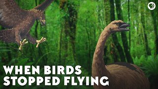 When Birds Stopped Flying