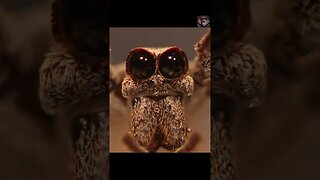 The Ogre-Faced Spider #shorts #amazingfacts #spider