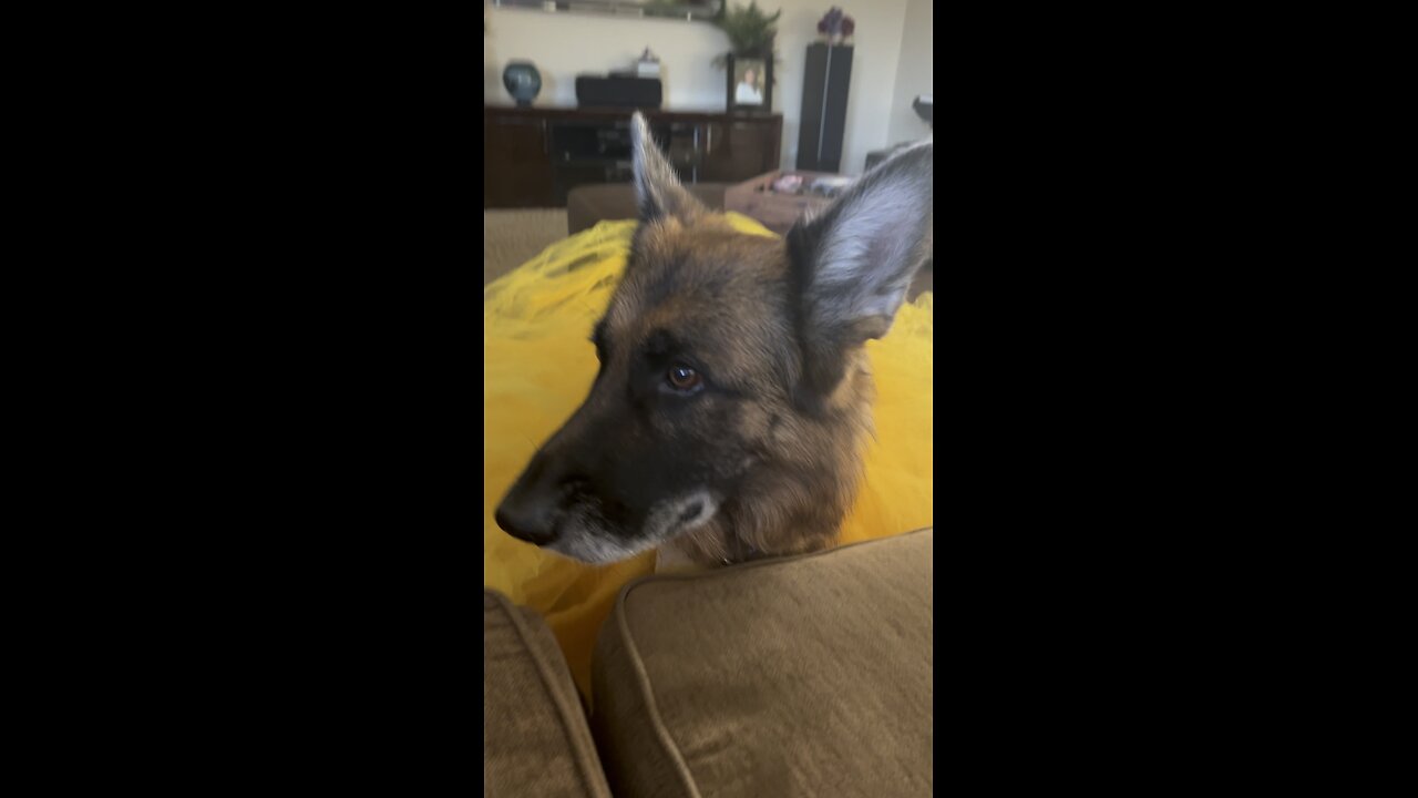 German Shepherd thinks she’s a sunflower