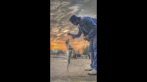 German shepherd on the training to sit (Dog teaches to sit )