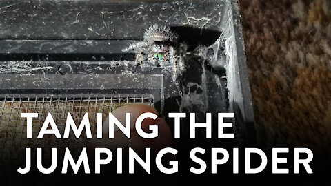 Taming the Jumping Spider