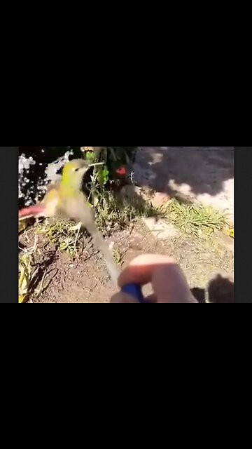 Hummingbird Takes A Shower In The Hose Stream - HaloRock