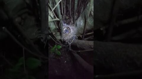 Baby Bird at Midnight