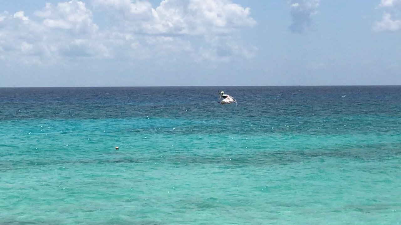 Hotel Xcaret Pelican Diving