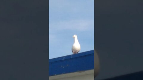 Ocean Beach Pier Seagull standing on the bridge!