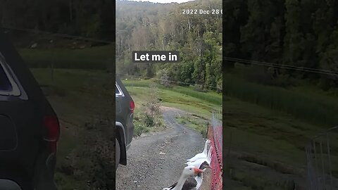 Geese line up to come into night yard