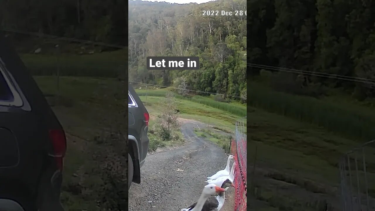 Geese line up to come into night yard