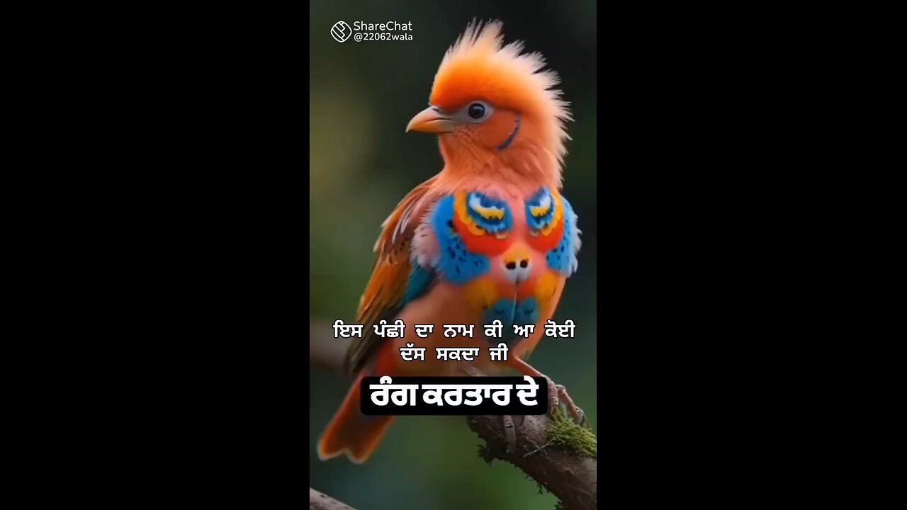 wild animal