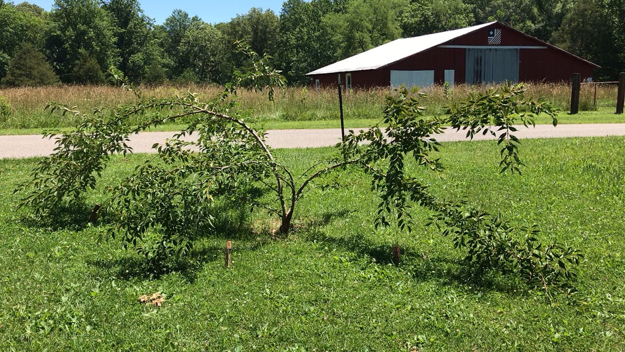 Reshaping the Cherry Tree