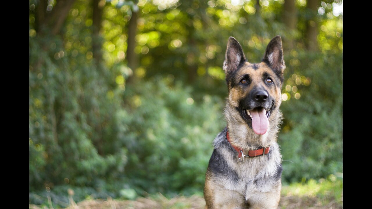 Step by Step, Guard Dog Training