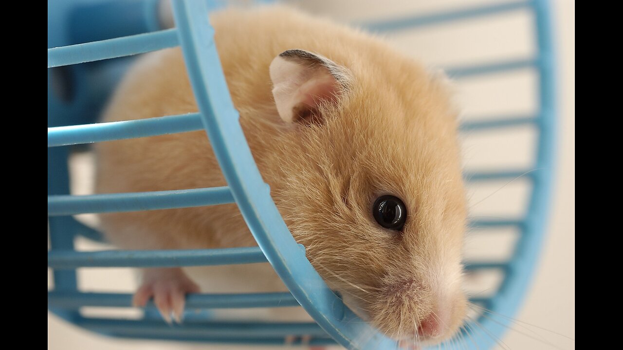 "Why Do Hamsters Really Love Running On Their Wheels !"