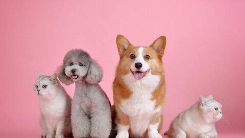 beautiful Pets And Funny Animals Collection