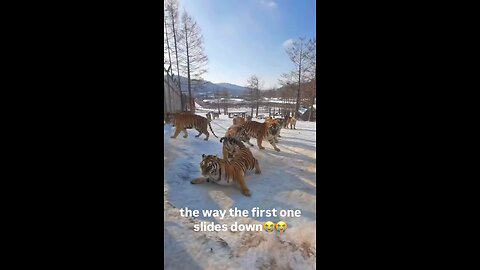 Funny Tigers