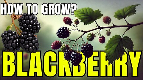 Grow Blackberries at Home: Step-by-Step Guide to a Berry Bountiful Garden