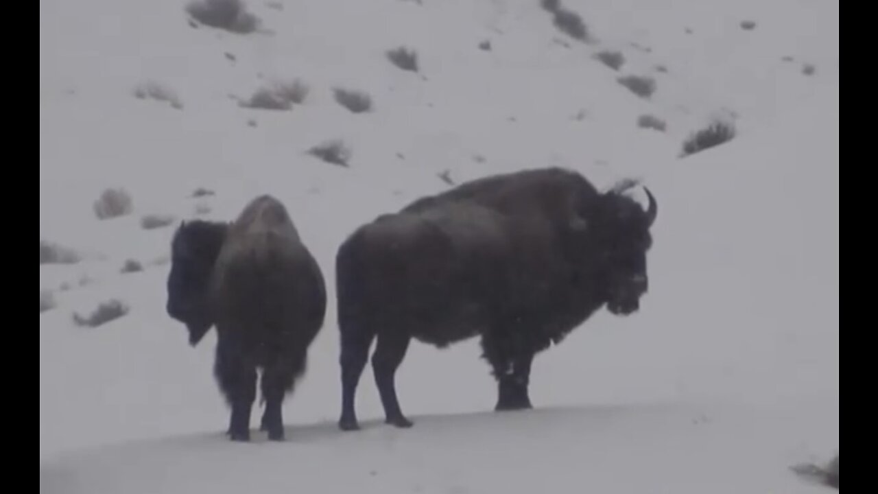 Kill shot on a Wild Bull Bison, Book Cliffs of Utah