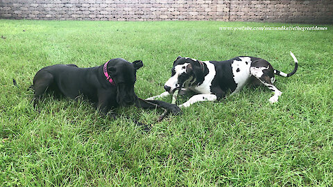 Great Danes Have Fun Sharing and Chasing The Same Stick