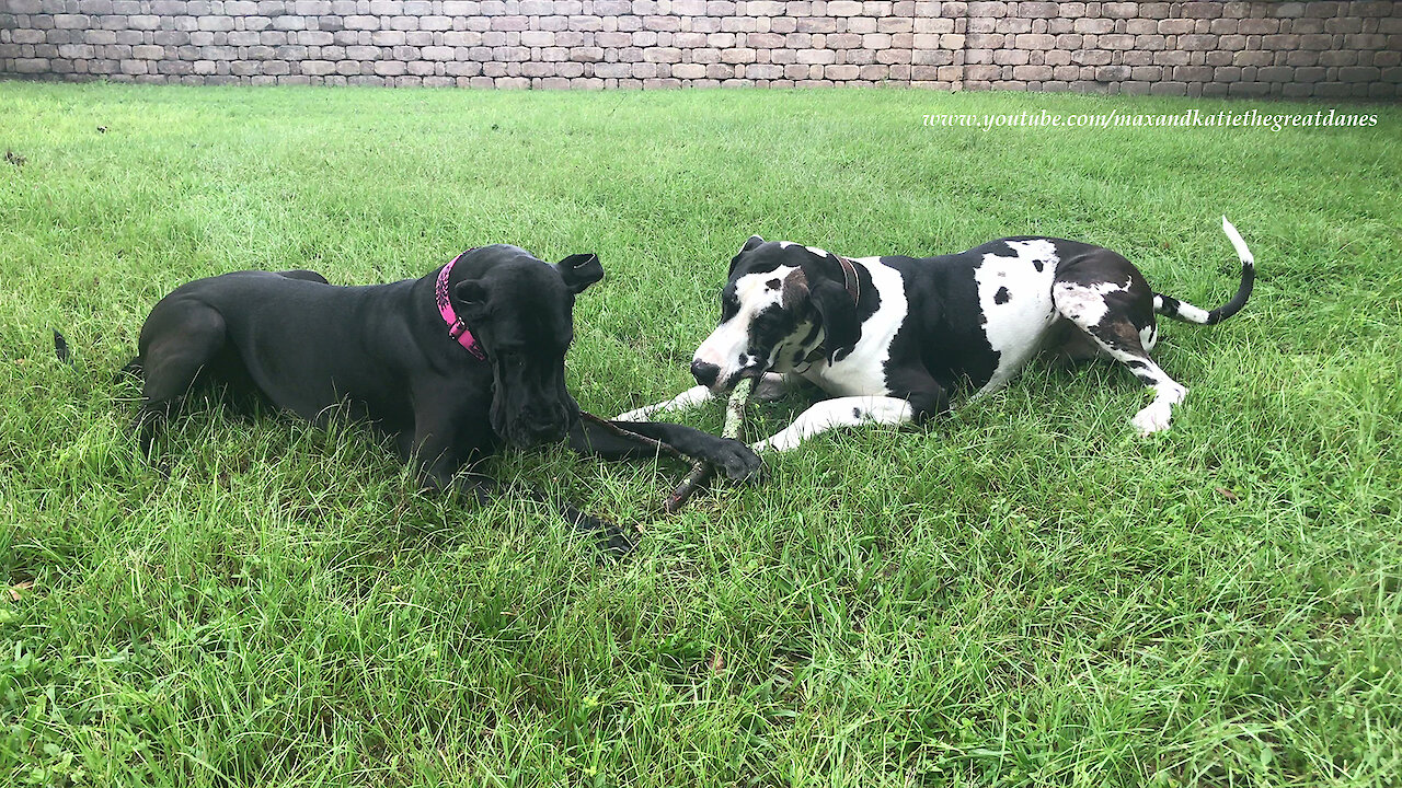 Great Danes Have Fun Sharing and Chasing The Same Stick