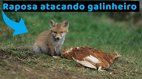 Quando a raposa ataca o galinheiro