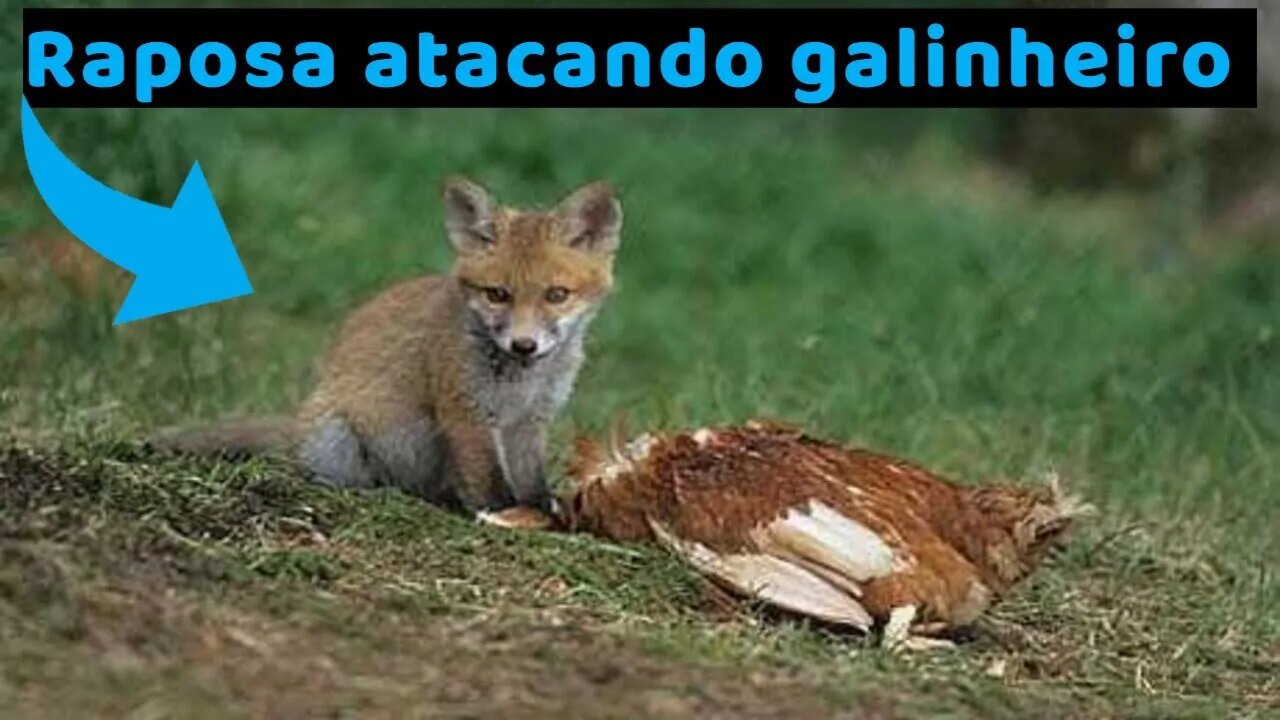 Quando a raposa ataca o galinheiro