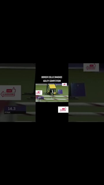 Cute Amazing Dog smashes agility competition 🐶