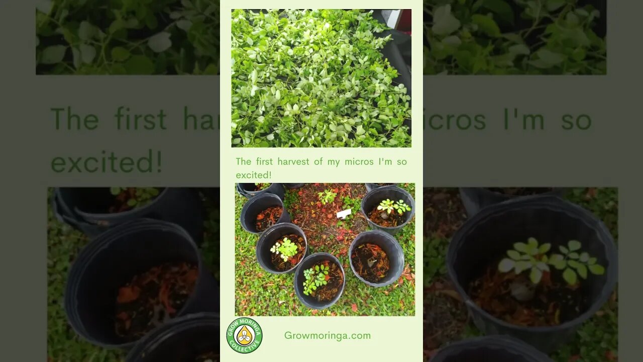 Showcasing Moringa with Paulette in Palm Beach, FL | The Grow Moringa Collective