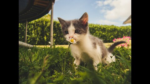 Little Kitten Playing,funny kitten,baby cats