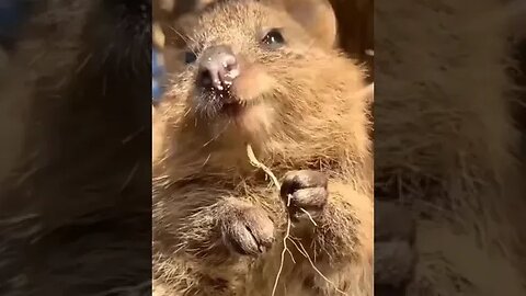 Cute funny Quokka -169