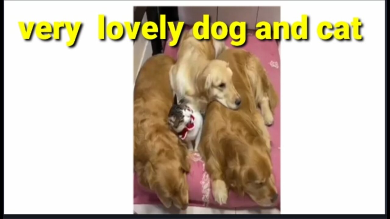 very lovely dog and cat