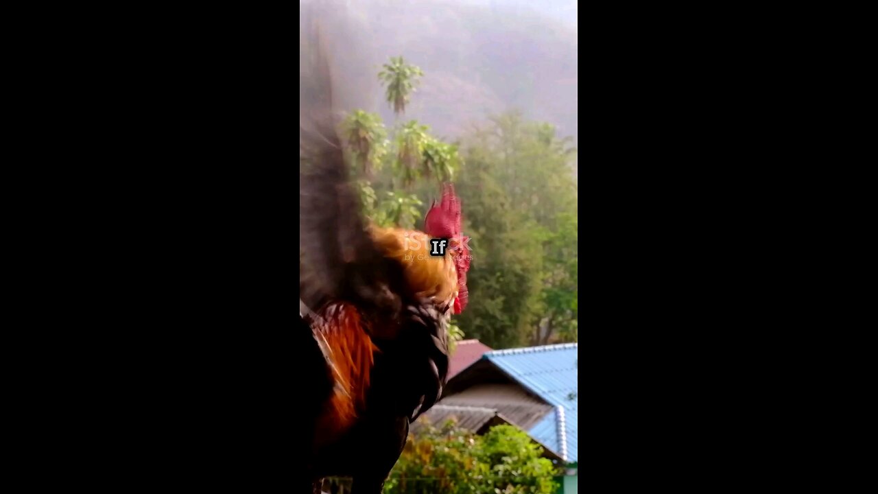 Meet Mr. Cluckles, a spirited rooster with a mission