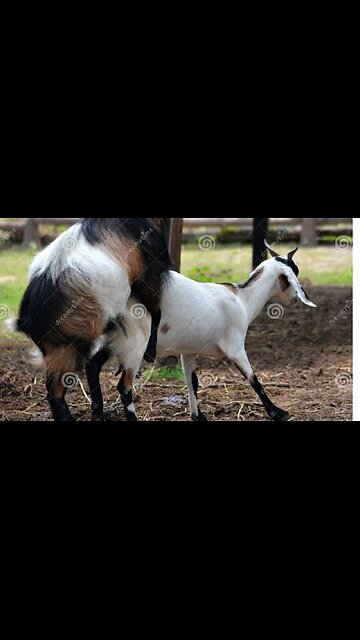 Wow what are They Doing |واو آنها چی میکنند