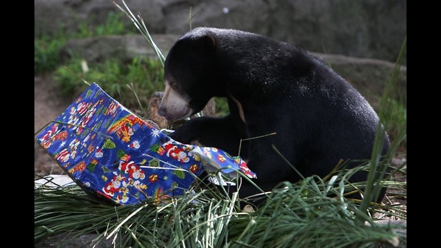 Bear Opens Christmas Presents