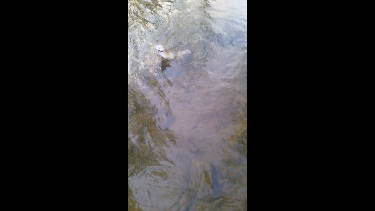 Man catches trout