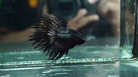 Super Black Crowntail betta fish