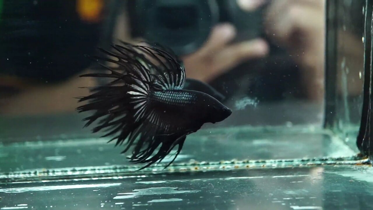 Super Black Crowntail betta fish