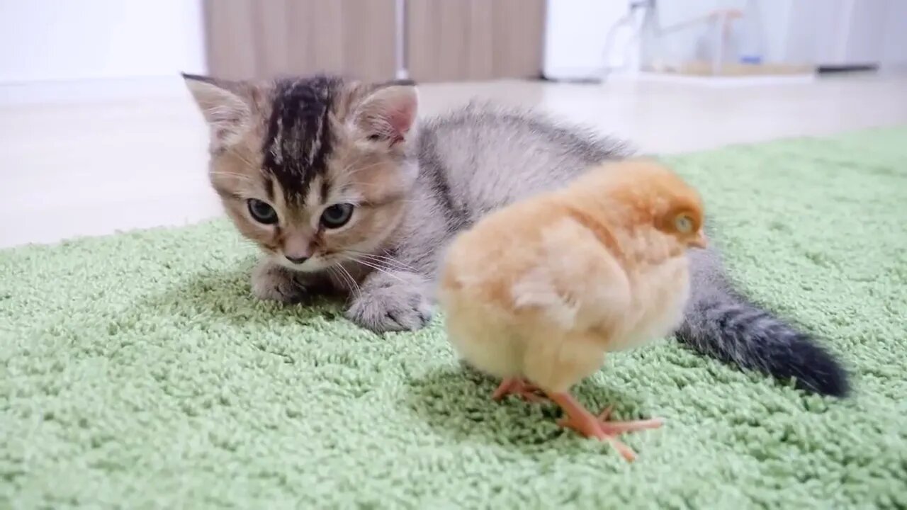 Kitten who want to sleep vs Chicks who don't want her to sleep