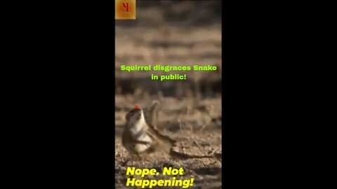 This Little Squirrel Defeats the Huge Snake #shorts