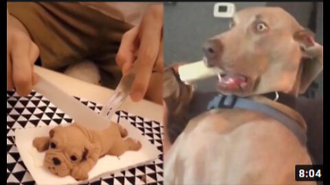 Pets That Will Make You Laugh In 15 Seconds😁