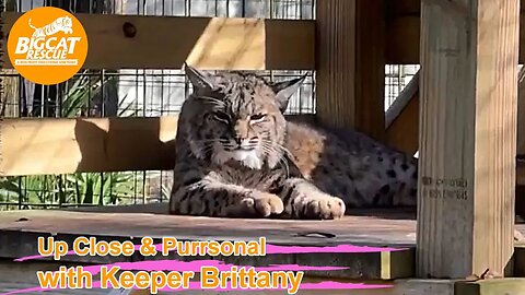 Big Cat Rescue last LIVE of 2022! Q&A with Brittany at Big Cat Rescue 12 29 2022