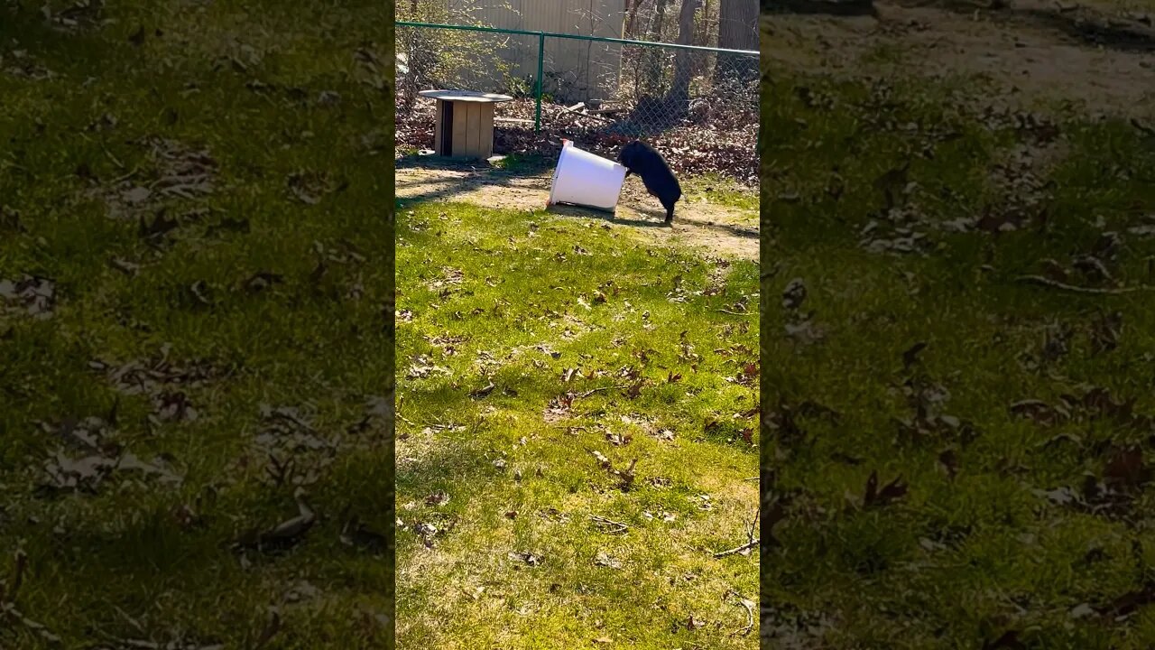 TIMMY TRYING TO GET CHICKEN FEED🐷 #minipig #pigs #farmanimals #homestead #fy #fyp #funny #farmlife