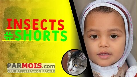 Insects #shorts