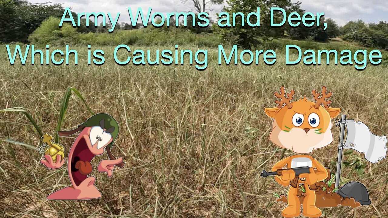 Army Worms and Deer, Which is Causing More Damage