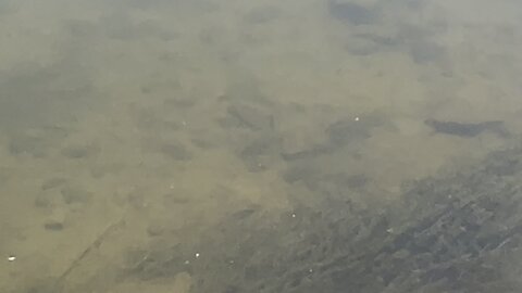 Minnows Humber River