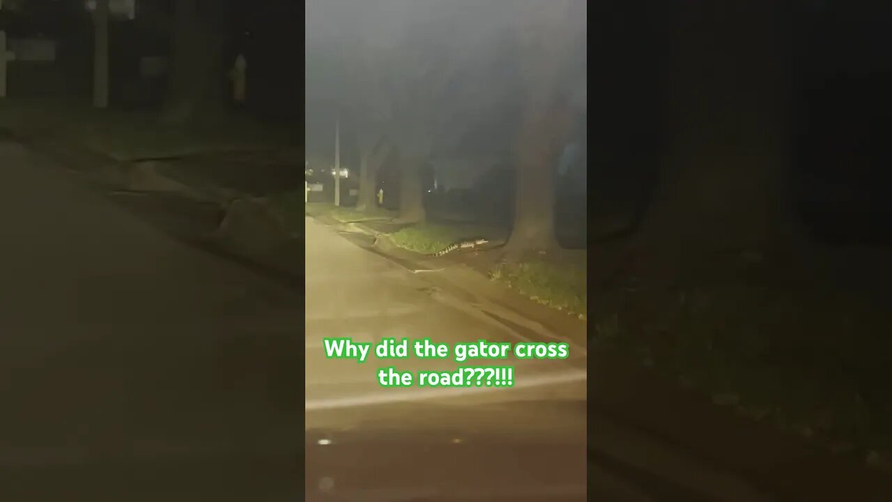 Florida's Wild Side: Gator Strolls Through Residential Area! 😆 #shorts