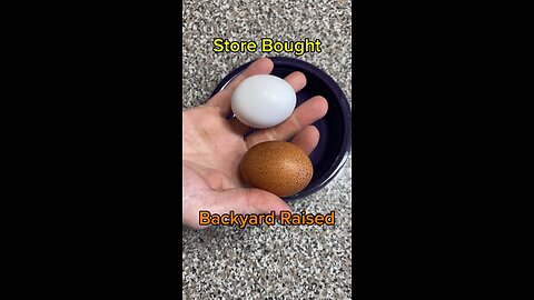 Store Eggs vs Backyard Eggs